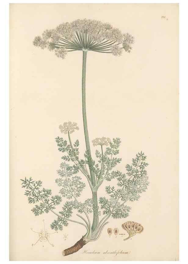 Reproducción/Reproduction 49557217211: Flora Graeca, sive, Plantarum rariorum historia, quas in provinciis aut insulis Graeciae /. Londini :Typis Richardi Taylor et socii, in Vico Shoe-Lane :MDCCCVI-MDCCCXL [1806-1840].. 