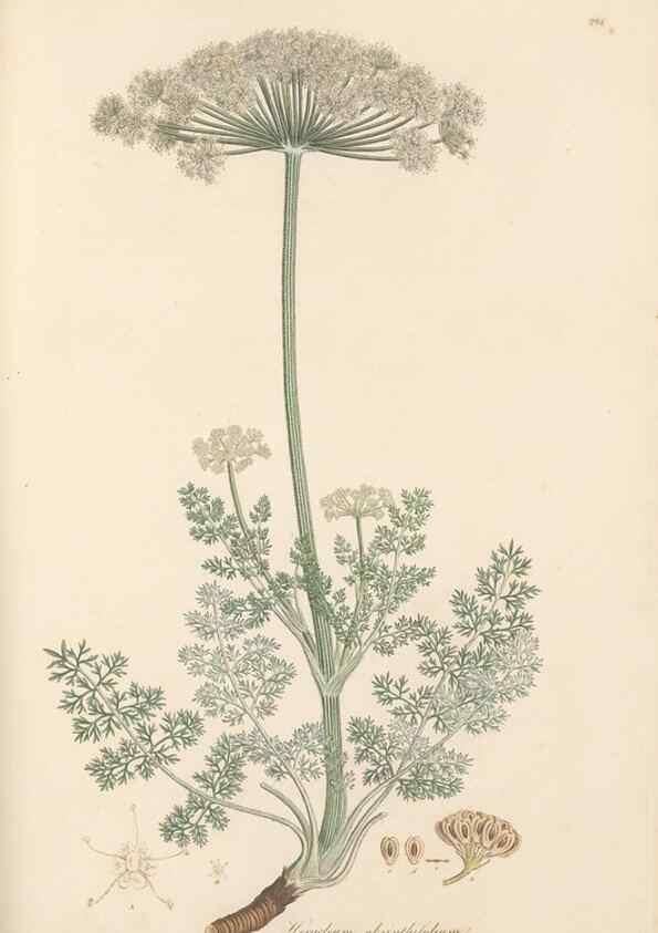 Reproducción/Reproduction 49557217211: Flora Graeca, sive, Plantarum rariorum historia, quas in provinciis aut insulis Graeciae /. Londini :Typis Richardi Taylor et socii, in Vico Shoe-Lane :MDCCCVI-MDCCCXL [1806-1840].. 