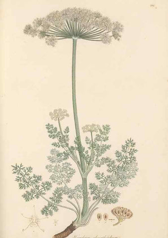 Reproducción/Reproduction 49557217211: Flora Graeca, sive, Plantarum rariorum historia, quas in provinciis aut insulis Graeciae /. Londini :Typis Richardi Taylor et socii, in Vico Shoe-Lane :MDCCCVI-MDCCCXL [1806-1840].. 