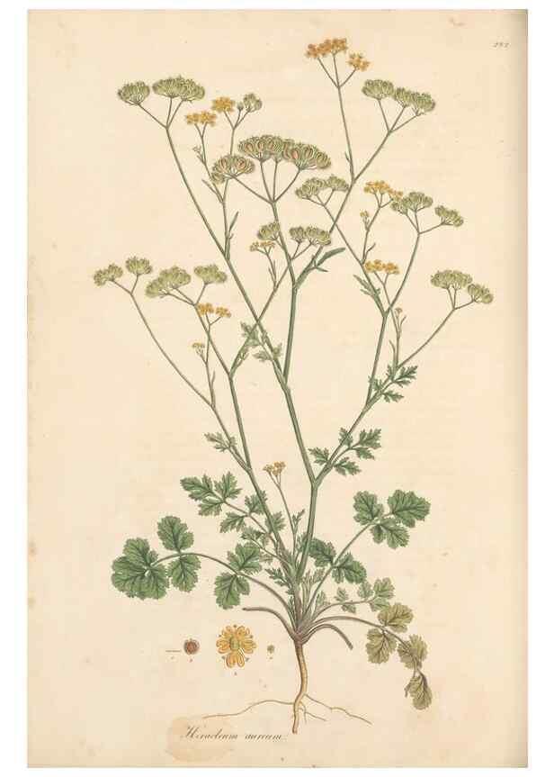 Reproducción/Reproduction 49557217641: Flora Graeca, sive, Plantarum rariorum historia, quas in provinciis aut insulis Graeciae /. Londini :Typis Richardi Taylor et socii, in Vico Shoe-Lane :MDCCCVI-MDCCCXL [1806-1840].. 