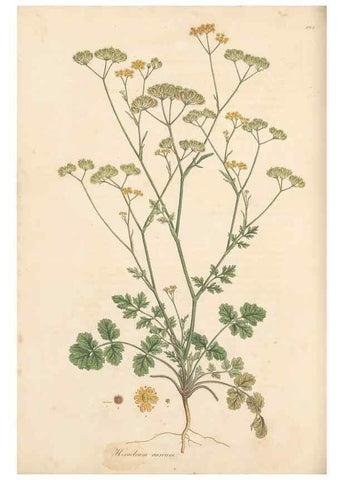 Reproducción/Reproduction 49557217641: Flora Graeca, sive, Plantarum rariorum historia, quas in provinciis aut insulis Graeciae /. Londini :Typis Richardi Taylor et socii, in Vico Shoe-Lane :MDCCCVI-MDCCCXL [1806-1840].. 