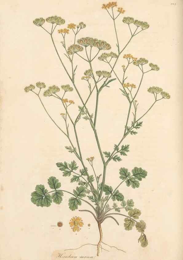 Reproducción/Reproduction 49557217641: Flora Graeca, sive, Plantarum rariorum historia, quas in provinciis aut insulis Graeciae /. Londini :Typis Richardi Taylor et socii, in Vico Shoe-Lane :MDCCCVI-MDCCCXL [1806-1840].. 