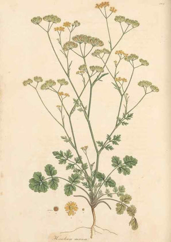 Reproducción/Reproduction 49557217641: Flora Graeca, sive, Plantarum rariorum historia, quas in provinciis aut insulis Graeciae /. Londini :Typis Richardi Taylor et socii, in Vico Shoe-Lane :MDCCCVI-MDCCCXL [1806-1840].. 
