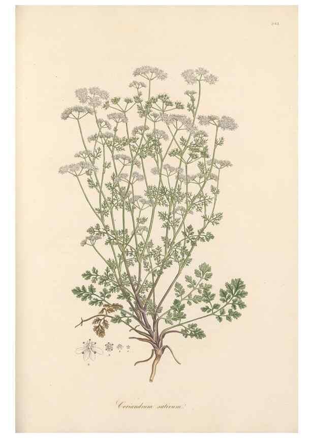 Reproducción/Reproduction 49557217991: Flora Graeca, sive, Plantarum rariorum historia, quas in provinciis aut insulis Graeciae /. Londini :Typis Richardi Taylor et socii, in Vico Shoe-Lane :MDCCCVI-MDCCCXL [1806-1840].. 