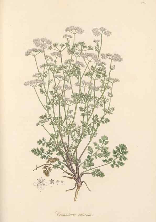 Reproducción/Reproduction 49557217991: Flora Graeca, sive, Plantarum rariorum historia, quas in provinciis aut insulis Graeciae /. Londini :Typis Richardi Taylor et socii, in Vico Shoe-Lane :MDCCCVI-MDCCCXL [1806-1840].. 