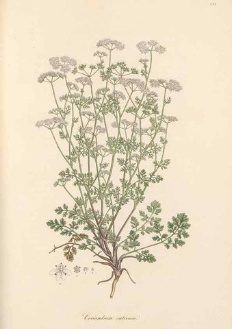 Reproducción/Reproduction 49557217991: Flora Graeca, sive, Plantarum rariorum historia, quas in provinciis aut insulis Graeciae /. Londini :Typis Richardi Taylor et socii, in Vico Shoe-Lane :MDCCCVI-MDCCCXL [1806-1840].. 