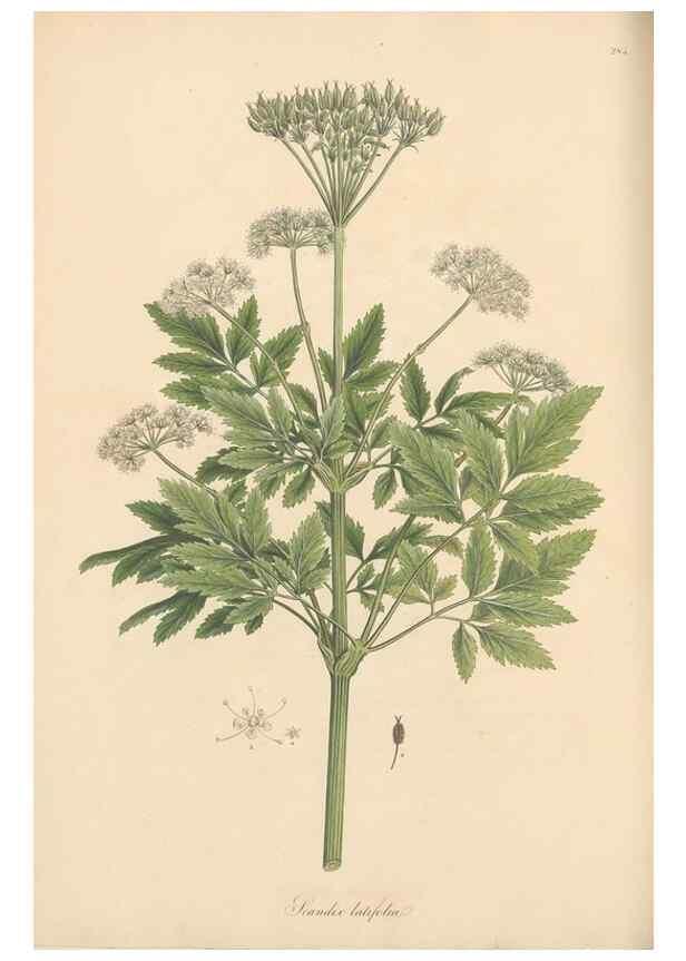Reproducción/Reproduction 49556719233: Flora Graeca, sive, Plantarum rariorum historia, quas in provinciis aut insulis Graeciae /. Londini :Typis Richardi Taylor et socii, in Vico Shoe-Lane :MDCCCVI-MDCCCXL [1806-1840].. 