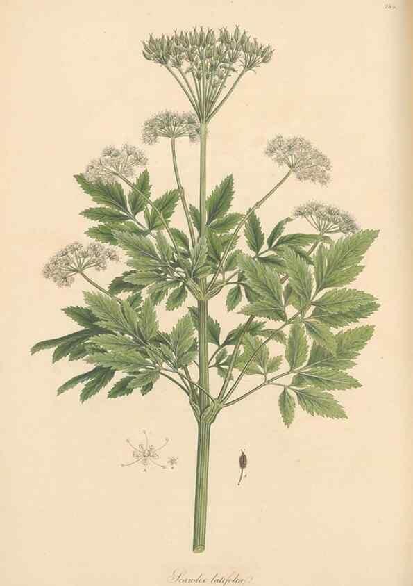 Reproducción/Reproduction 49556719233: Flora Graeca, sive, Plantarum rariorum historia, quas in provinciis aut insulis Graeciae /. Londini :Typis Richardi Taylor et socii, in Vico Shoe-Lane :MDCCCVI-MDCCCXL [1806-1840].. 