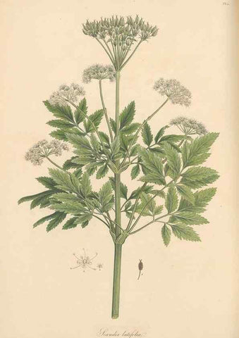 Reproducción/Reproduction 49556719233: Flora Graeca, sive, Plantarum rariorum historia, quas in provinciis aut insulis Graeciae /. Londini :Typis Richardi Taylor et socii, in Vico Shoe-Lane :MDCCCVI-MDCCCXL [1806-1840].. 