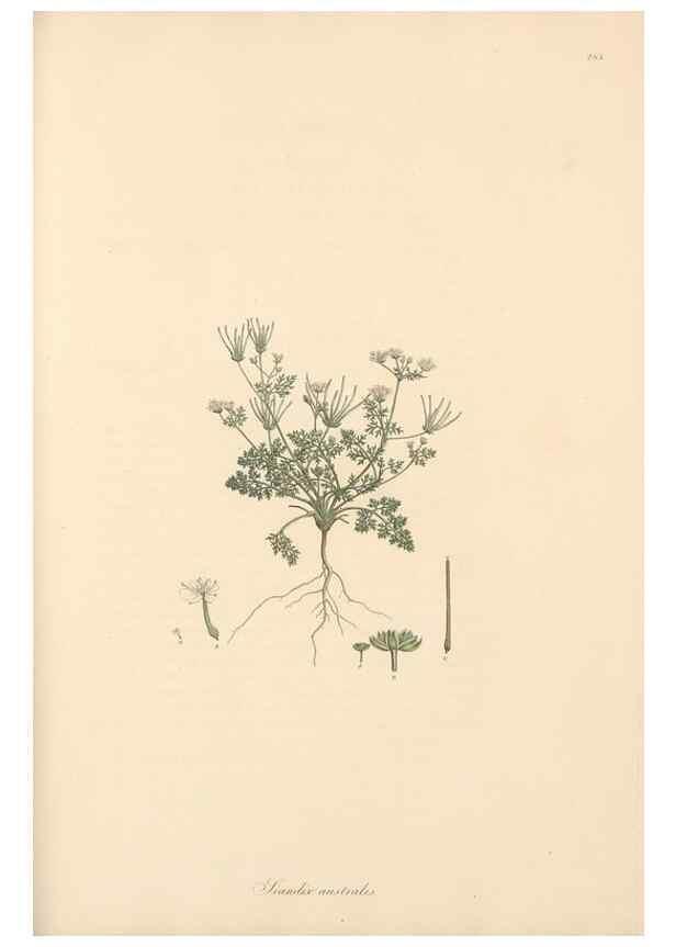 Reproducción/Reproduction 49556719593: Flora Graeca, sive, Plantarum rariorum historia, quas in provinciis aut insulis Graeciae /. Londini :Typis Richardi Taylor et socii, in Vico Shoe-Lane :MDCCCVI-MDCCCXL [1806-1840].. 