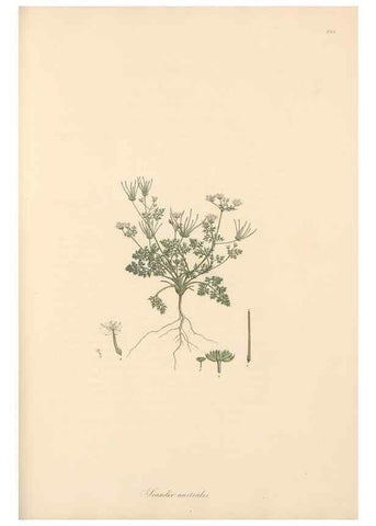 Reproducción/Reproduction 49556719593: Flora Graeca, sive, Plantarum rariorum historia, quas in provinciis aut insulis Graeciae /. Londini :Typis Richardi Taylor et socii, in Vico Shoe-Lane :MDCCCVI-MDCCCXL [1806-1840].. 
