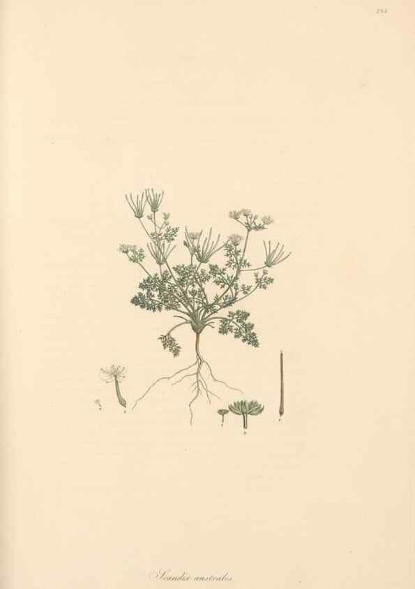 Reproducción/Reproduction 49556719593: Flora Graeca, sive, Plantarum rariorum historia, quas in provinciis aut insulis Graeciae /. Londini :Typis Richardi Taylor et socii, in Vico Shoe-Lane :MDCCCVI-MDCCCXL [1806-1840].. 
