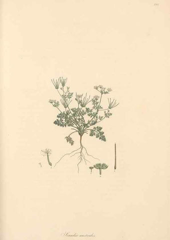 Reproducción/Reproduction 49556719593: Flora Graeca, sive, Plantarum rariorum historia, quas in provinciis aut insulis Graeciae /. Londini :Typis Richardi Taylor et socii, in Vico Shoe-Lane :MDCCCVI-MDCCCXL [1806-1840].. 