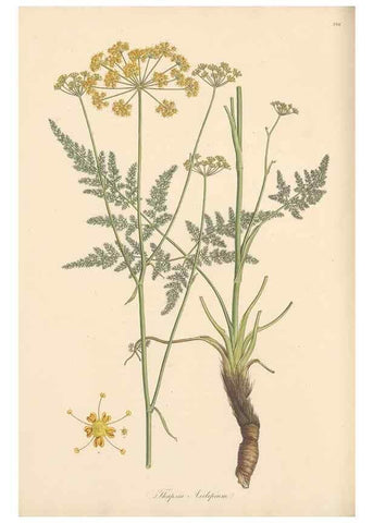 Reproducción/Reproduction 49557452407: Flora Graeca, sive, Plantarum rariorum historia, quas in provinciis aut insulis Graeciae /. Londini :Typis Richardi Taylor et socii, in Vico Shoe-Lane :MDCCCVI-MDCCCXL [1806-1840].. 
