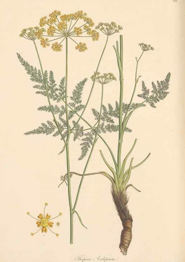 Reproducción/Reproduction 49557452407: Flora Graeca, sive, Plantarum rariorum historia, quas in provinciis aut insulis Graeciae /. Londini :Typis Richardi Taylor et socii, in Vico Shoe-Lane :MDCCCVI-MDCCCXL [1806-1840].. 