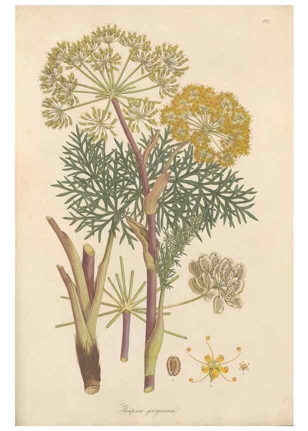 Reproducción/Reproduction 49557219526: Flora Graeca, sive, Plantarum rariorum historia, quas in provinciis aut insulis Graeciae /. Londini :Typis Richardi Taylor et socii, in Vico Shoe-Lane :MDCCCVI-MDCCCXL [1806-1840].. 