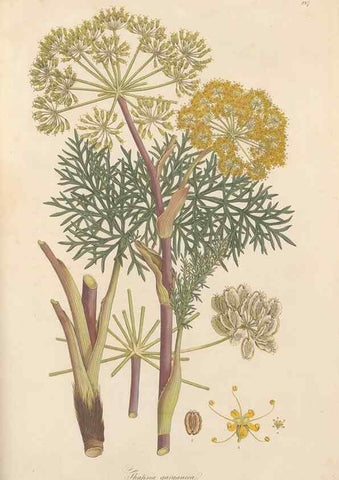 Reproducción/Reproduction 49557219526: Flora Graeca, sive, Plantarum rariorum historia, quas in provinciis aut insulis Graeciae /. Londini :Typis Richardi Taylor et socii, in Vico Shoe-Lane :MDCCCVI-MDCCCXL [1806-1840].. 