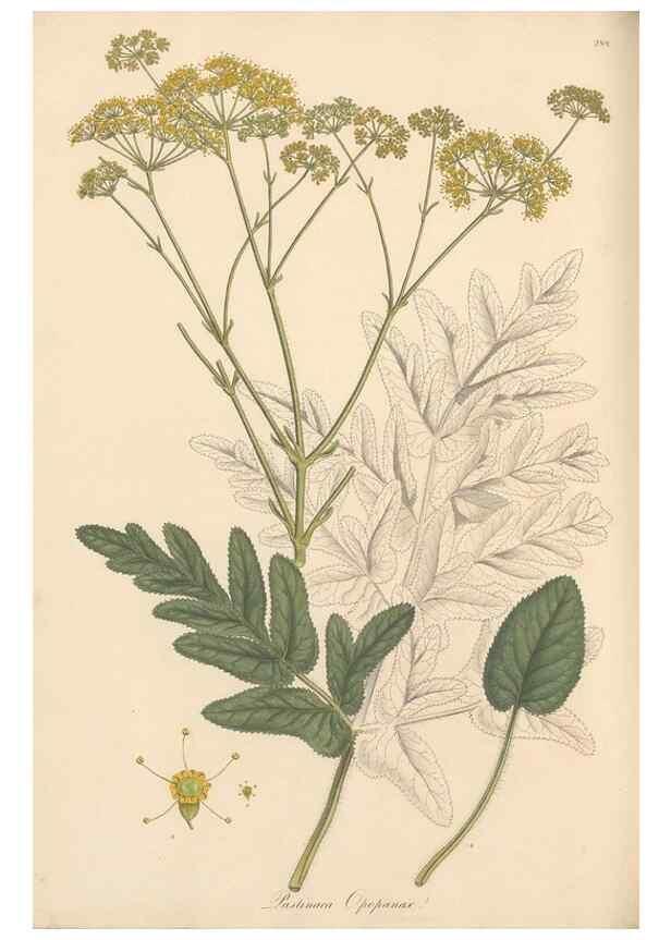 Reproducción/Reproduction 49557453237: Flora Graeca, sive, Plantarum rariorum historia, quas in provinciis aut insulis Graeciae /. Londini :Typis Richardi Taylor et socii, in Vico Shoe-Lane :MDCCCVI-MDCCCXL [1806-1840].. 