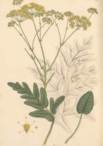 Reproducción/Reproduction 49557453237: Flora Graeca, sive, Plantarum rariorum historia, quas in provinciis aut insulis Graeciae /. Londini :Typis Richardi Taylor et socii, in Vico Shoe-Lane :MDCCCVI-MDCCCXL [1806-1840].. 