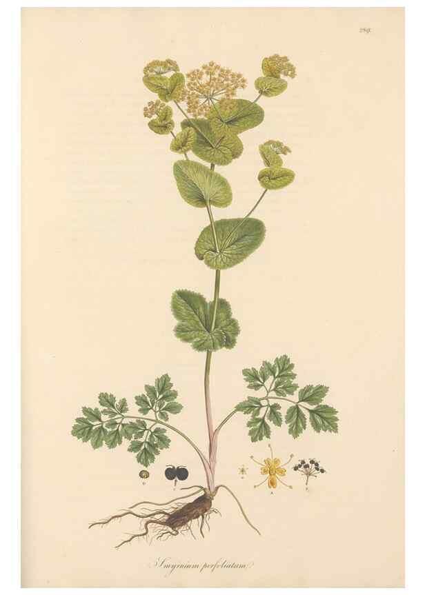 Reproducción/Reproduction 49557453612: Flora Graeca, sive, Plantarum rariorum historia, quas in provinciis aut insulis Graeciae /. Londini :Typis Richardi Taylor et socii, in Vico Shoe-Lane :MDCCCVI-MDCCCXL [1806-1840].. 