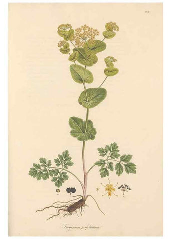 Reproducción/Reproduction 49557453612: Flora Graeca, sive, Plantarum rariorum historia, quas in provinciis aut insulis Graeciae /. Londini :Typis Richardi Taylor et socii, in Vico Shoe-Lane :MDCCCVI-MDCCCXL [1806-1840].. 
