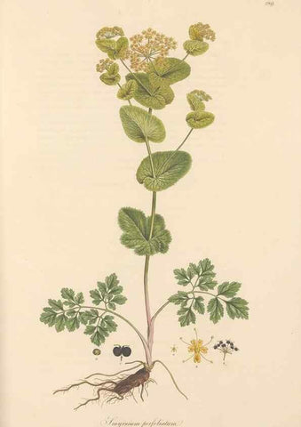Reproducción/Reproduction 49557453612: Flora Graeca, sive, Plantarum rariorum historia, quas in provinciis aut insulis Graeciae /. Londini :Typis Richardi Taylor et socii, in Vico Shoe-Lane :MDCCCVI-MDCCCXL [1806-1840].. 
