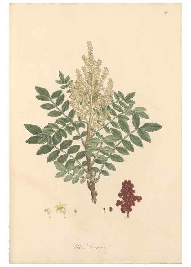 Reproducción/Reproduction 49557220446: Flora Graeca, sive, Plantarum rariorum historia, quas in provinciis aut insulis Graeciae /. Londini :Typis Richardi Taylor et socii, in Vico Shoe-Lane :MDCCCVI-MDCCCXL [1806-1840].. 