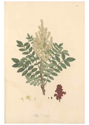 Reproducción/Reproduction 49557220446: Flora Graeca, sive, Plantarum rariorum historia, quas in provinciis aut insulis Graeciae /. Londini :Typis Richardi Taylor et socii, in Vico Shoe-Lane :MDCCCVI-MDCCCXL [1806-1840].. 