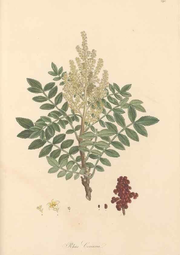 Reproducción/Reproduction 49557220446: Flora Graeca, sive, Plantarum rariorum historia, quas in provinciis aut insulis Graeciae /. Londini :Typis Richardi Taylor et socii, in Vico Shoe-Lane :MDCCCVI-MDCCCXL [1806-1840].. 