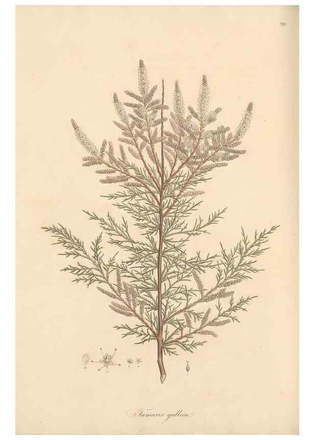 Reproducción/Reproduction 49557454362: Flora Graeca, sive, Plantarum rariorum historia, quas in provinciis aut insulis Graeciae /. Londini :Typis Richardi Taylor et socii, in Vico Shoe-Lane :MDCCCVI-MDCCCXL [1806-1840].. 