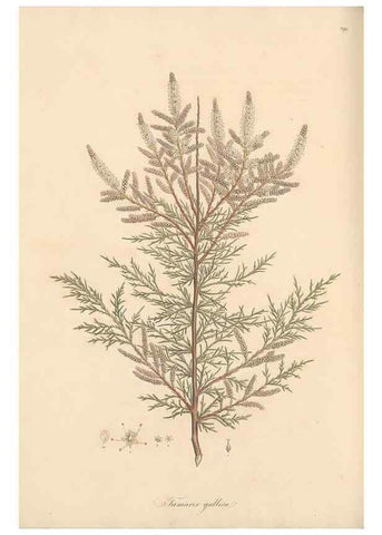 Reproducción/Reproduction 49557454362: Flora Graeca, sive, Plantarum rariorum historia, quas in provinciis aut insulis Graeciae /. Londini :Typis Richardi Taylor et socii, in Vico Shoe-Lane :MDCCCVI-MDCCCXL [1806-1840].. 