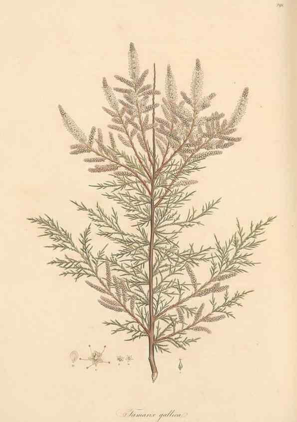 Reproducción/Reproduction 49557454362: Flora Graeca, sive, Plantarum rariorum historia, quas in provinciis aut insulis Graeciae /. Londini :Typis Richardi Taylor et socii, in Vico Shoe-Lane :MDCCCVI-MDCCCXL [1806-1840].. 
