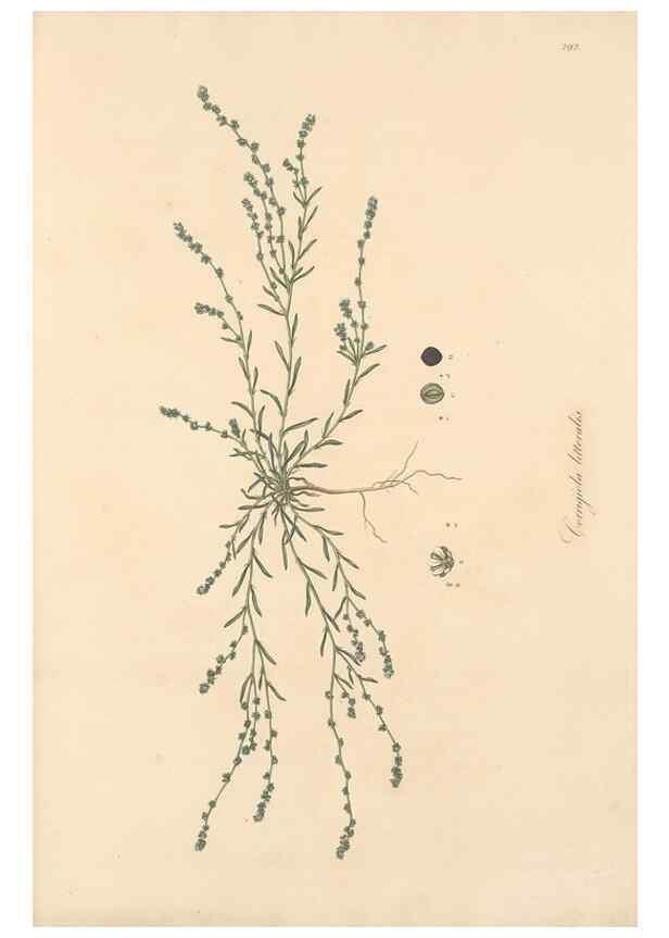 Reproducción/Reproduction 49556722068: Flora Graeca, sive, Plantarum rariorum historia, quas in provinciis aut insulis Graeciae /. Londini :Typis Richardi Taylor et socii, in Vico Shoe-Lane :MDCCCVI-MDCCCXL [1806-1840].. 