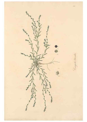 Reproducción/Reproduction 49556722068: Flora Graeca, sive, Plantarum rariorum historia, quas in provinciis aut insulis Graeciae /. Londini :Typis Richardi Taylor et socii, in Vico Shoe-Lane :MDCCCVI-MDCCCXL [1806-1840].. 