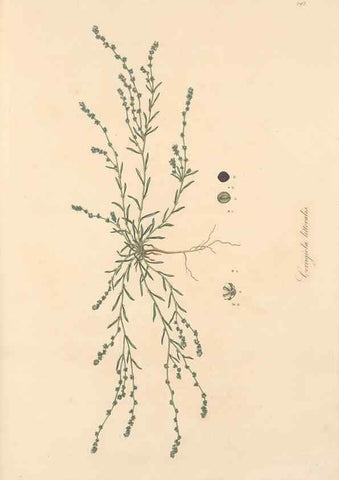 Reproducción/Reproduction 49556722068: Flora Graeca, sive, Plantarum rariorum historia, quas in provinciis aut insulis Graeciae /. Londini :Typis Richardi Taylor et socii, in Vico Shoe-Lane :MDCCCVI-MDCCCXL [1806-1840].. 