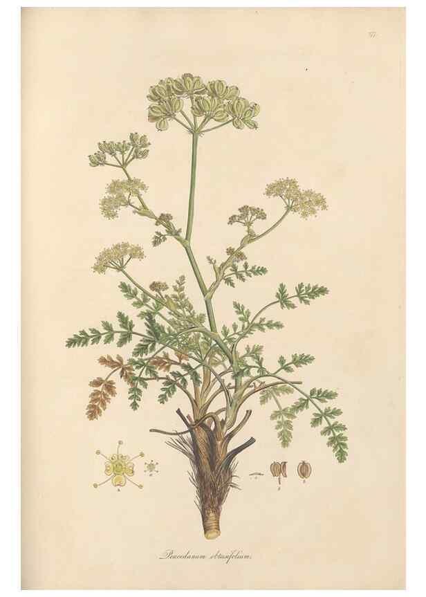 Reproducción/Reproduction 49557215716: Flora Graeca, sive, Plantarum rariorum historia, quas in provinciis aut insulis Graeciae /. Londini :Typis Richardi Taylor et socii, in Vico Shoe-Lane :MDCCCVI-MDCCCXL [1806-1840].. 