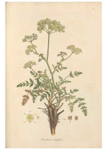 Reproducción/Reproduction 49557215716: Flora Graeca, sive, Plantarum rariorum historia, quas in provinciis aut insulis Graeciae /. Londini :Typis Richardi Taylor et socii, in Vico Shoe-Lane :MDCCCVI-MDCCCXL [1806-1840].. 