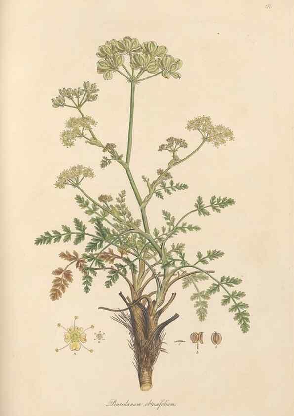Reproducción/Reproduction 49557215716: Flora Graeca, sive, Plantarum rariorum historia, quas in provinciis aut insulis Graeciae /. Londini :Typis Richardi Taylor et socii, in Vico Shoe-Lane :MDCCCVI-MDCCCXL [1806-1840].. 