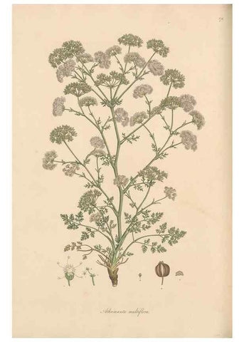 Reproducción/Reproduction 49557448922: Flora Graeca, sive, Plantarum rariorum historia, quas in provinciis aut insulis Graeciae /. Londini :Typis Richardi Taylor et socii, in Vico Shoe-Lane :MDCCCVI-MDCCCXL [1806-1840].. 
