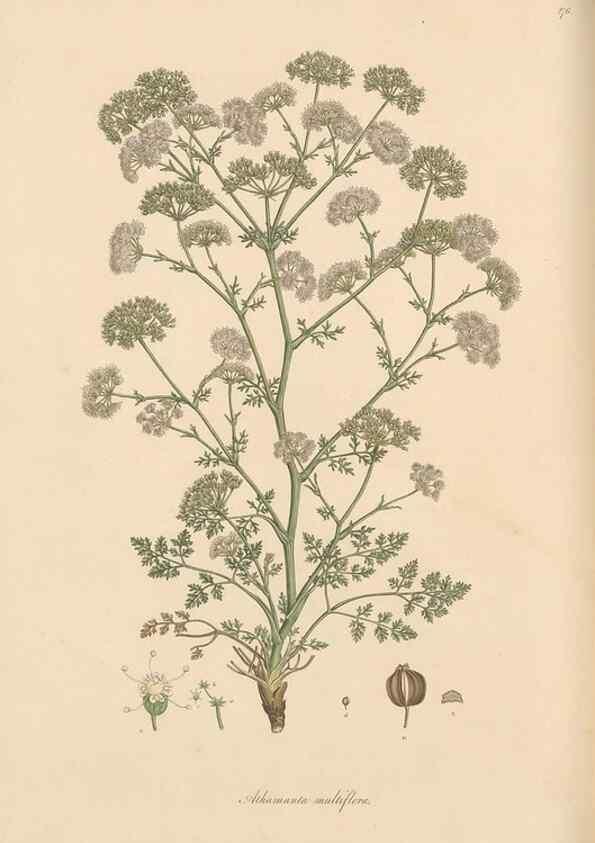 Reproducción/Reproduction 49557448922: Flora Graeca, sive, Plantarum rariorum historia, quas in provinciis aut insulis Graeciae /. Londini :Typis Richardi Taylor et socii, in Vico Shoe-Lane :MDCCCVI-MDCCCXL [1806-1840].. 