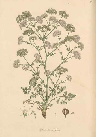 Reproducción/Reproduction 49557448922: Flora Graeca, sive, Plantarum rariorum historia, quas in provinciis aut insulis Graeciae /. Londini :Typis Richardi Taylor et socii, in Vico Shoe-Lane :MDCCCVI-MDCCCXL [1806-1840].. 