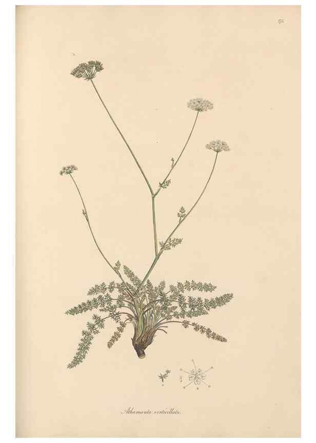 Reproducción/Reproduction 49557214946: Flora Graeca, sive, Plantarum rariorum historia, quas in provinciis aut insulis Graeciae /. Londini :Typis Richardi Taylor et socii, in Vico Shoe-Lane :MDCCCVI-MDCCCXL [1806-1840].. 