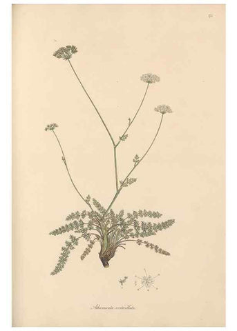 Reproducción/Reproduction 49557214946: Flora Graeca, sive, Plantarum rariorum historia, quas in provinciis aut insulis Graeciae /. Londini :Typis Richardi Taylor et socii, in Vico Shoe-Lane :MDCCCVI-MDCCCXL [1806-1840].. 
