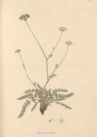 Reproducción/Reproduction 49557214946: Flora Graeca, sive, Plantarum rariorum historia, quas in provinciis aut insulis Graeciae /. Londini :Typis Richardi Taylor et socii, in Vico Shoe-Lane :MDCCCVI-MDCCCXL [1806-1840].. 