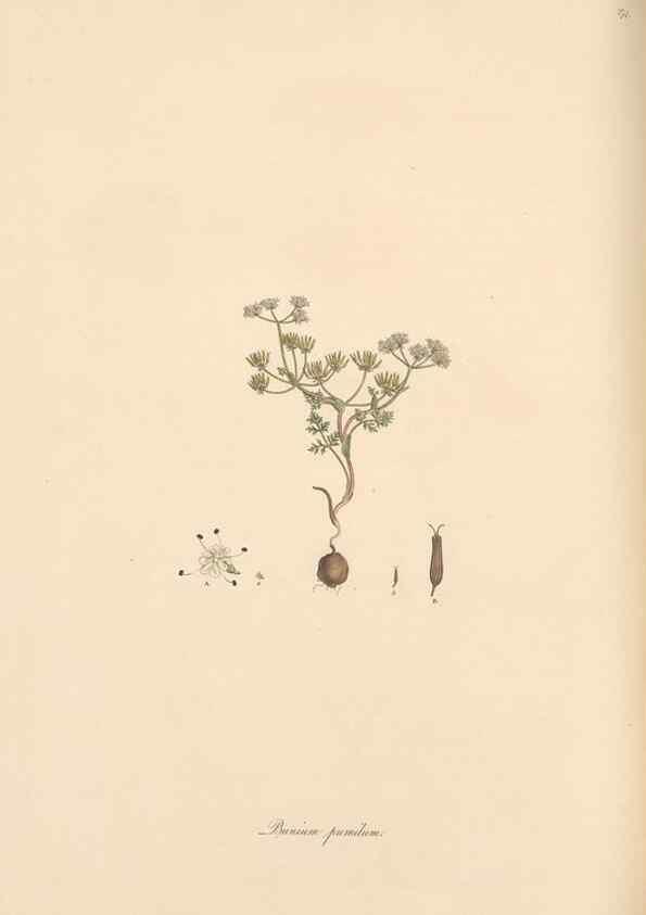 Reproducción/Reproduction 49557214566: Flora Graeca, sive, Plantarum rariorum historia, quas in provinciis aut insulis Graeciae /. Londini :Typis Richardi Taylor et socii, in Vico Shoe-Lane :MDCCCVI-MDCCCXL [1806-1840].. 