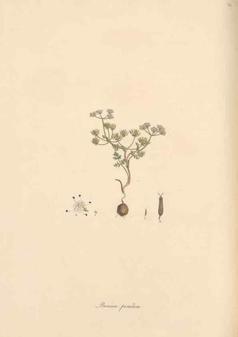 Reproducción/Reproduction 49557214566: Flora Graeca, sive, Plantarum rariorum historia, quas in provinciis aut insulis Graeciae /. Londini :Typis Richardi Taylor et socii, in Vico Shoe-Lane :MDCCCVI-MDCCCXL [1806-1840].. 