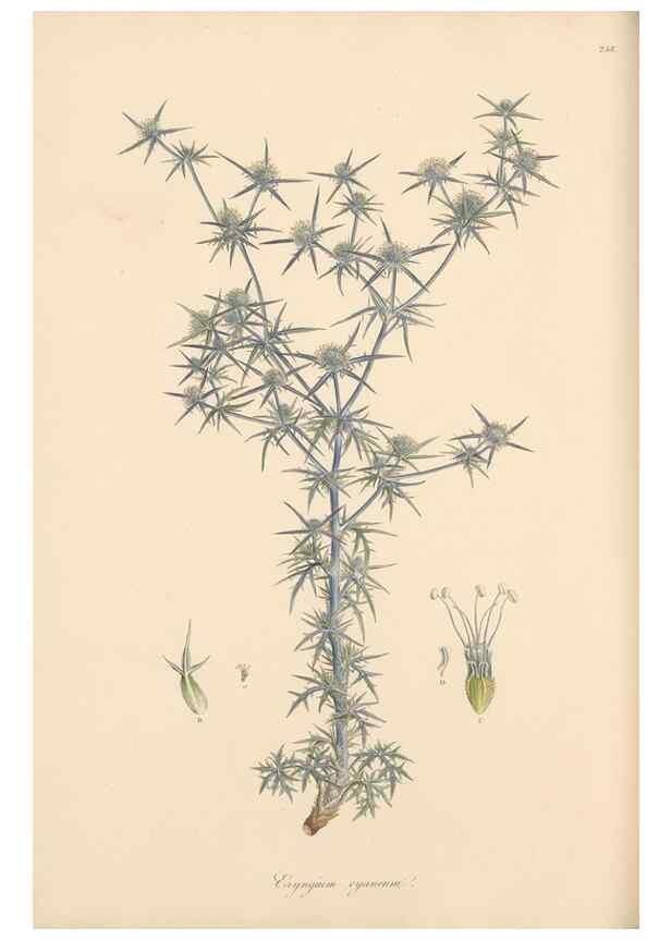 Reproducción/Reproduction 49557208706: Flora Graeca, sive, Plantarum rariorum historia, quas in provinciis aut insulis Graeciae /. Londini :Typis Richardi Taylor et socii, in Vico Shoe-Lane :MDCCCVI-MDCCCXL [1806-1840].. 