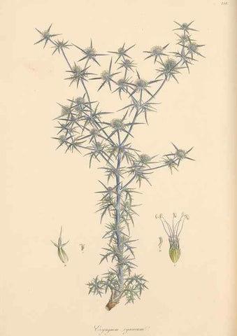 Reproducción/Reproduction 49557208706: Flora Graeca, sive, Plantarum rariorum historia, quas in provinciis aut insulis Graeciae /. Londini :Typis Richardi Taylor et socii, in Vico Shoe-Lane :MDCCCVI-MDCCCXL [1806-1840].. 