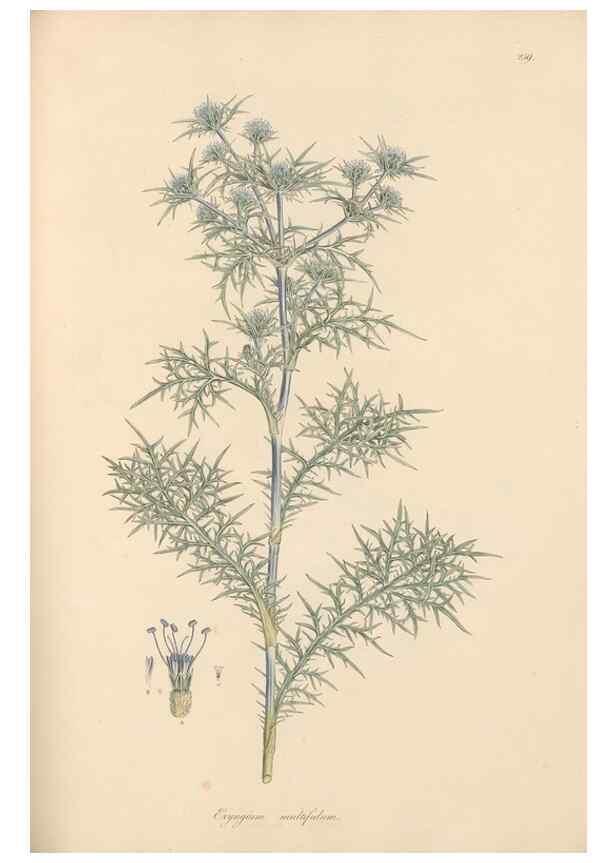 Reproducción/Reproduction 49557209131: Flora Graeca, sive, Plantarum rariorum historia, quas in provinciis aut insulis Graeciae /. Londini :Typis Richardi Taylor et socii, in Vico Shoe-Lane :MDCCCVI-MDCCCXL [1806-1840].. 