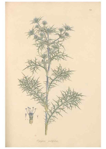 Reproducción/Reproduction 49557209131: Flora Graeca, sive, Plantarum rariorum historia, quas in provinciis aut insulis Graeciae /. Londini :Typis Richardi Taylor et socii, in Vico Shoe-Lane :MDCCCVI-MDCCCXL [1806-1840].. 